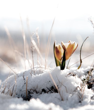 Lente arrangementen